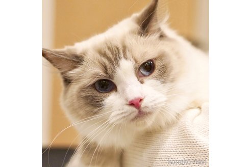 ぽてちちゃん1枚目
